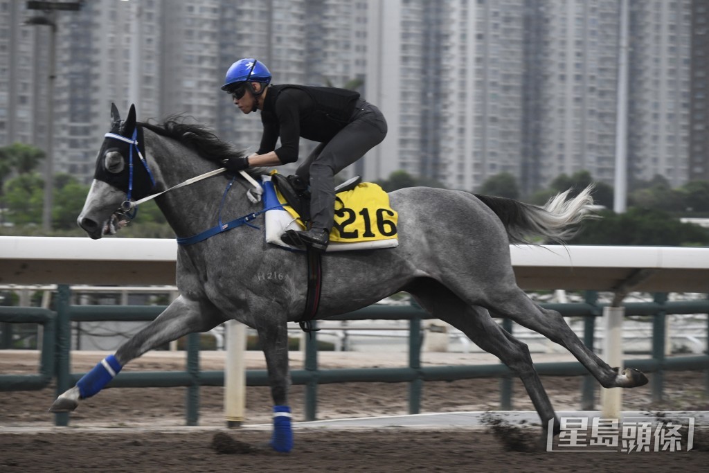 「鈦易搵」灰馬身粗壯，狀態理想。