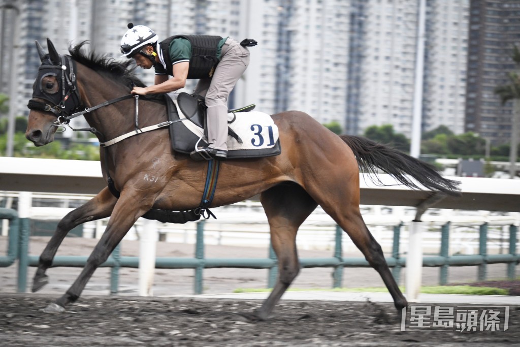 「紫荆拼搏」精神饱满极具朝气，力度不断增强。