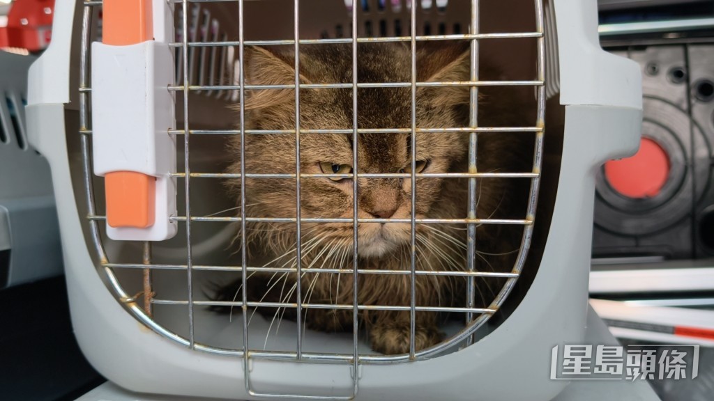 愛協檢獲多達11隻貓。 愛協檢獲多達11隻貓。