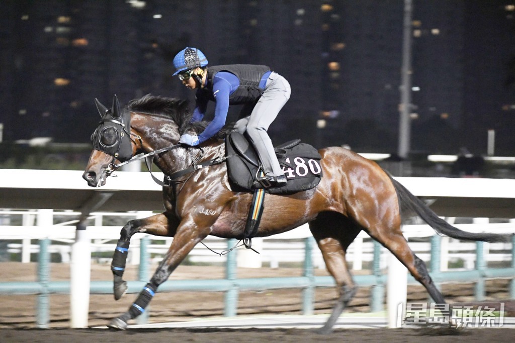 「星之愿」走势硬朗步挺开扬，神态对办。