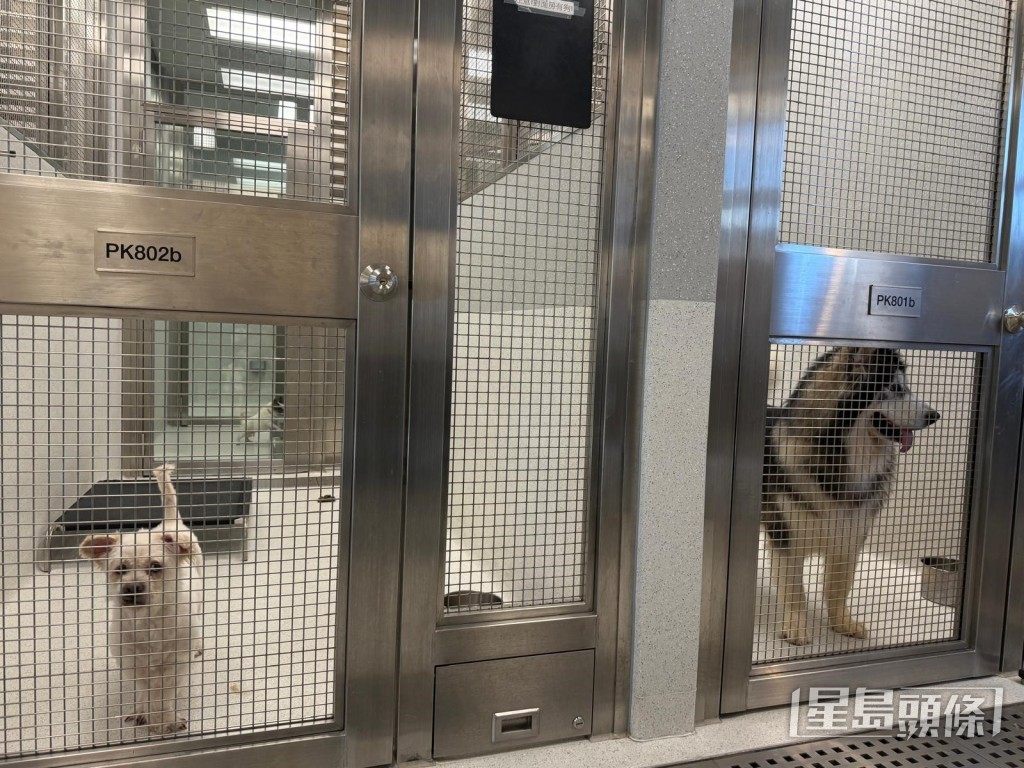 漁護署一直致力鼓勵市民透過伙伴動物福利機構領養被遺棄或被放棄飼養的動物。 漁護署一直致力鼓勵市民透過伙伴動物福利機構領養被遺棄或被放棄飼養的動物。