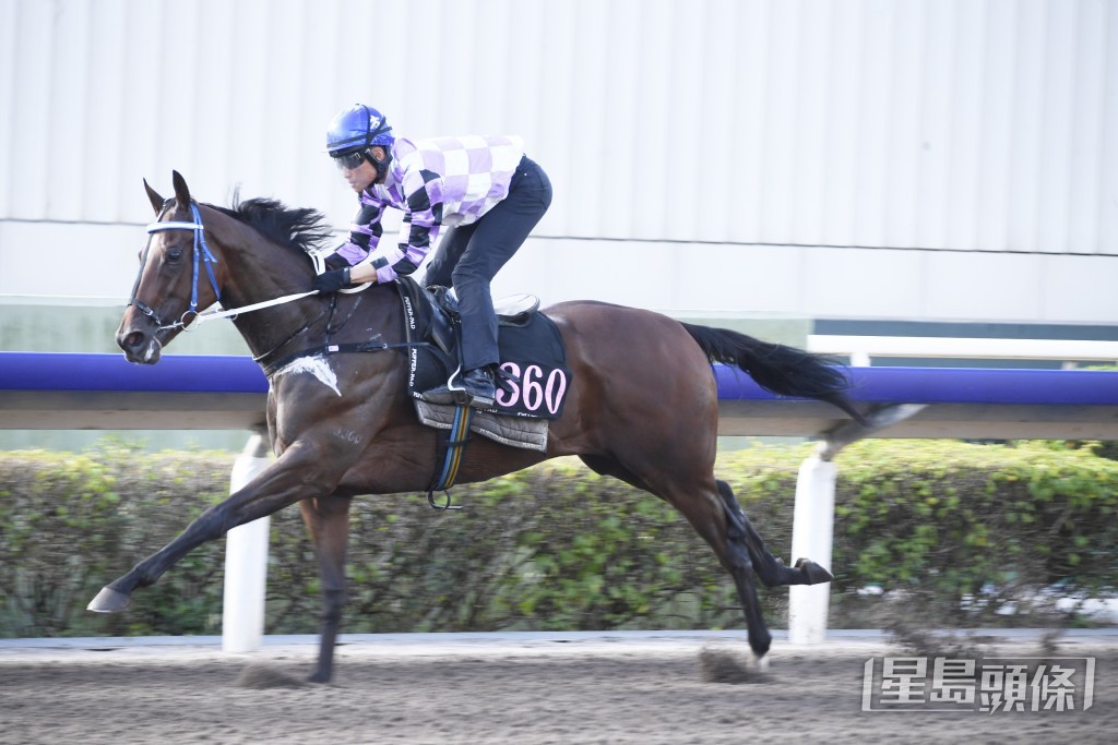 「三軍勇將」身靚充滿勁力，更勝贏馬時。