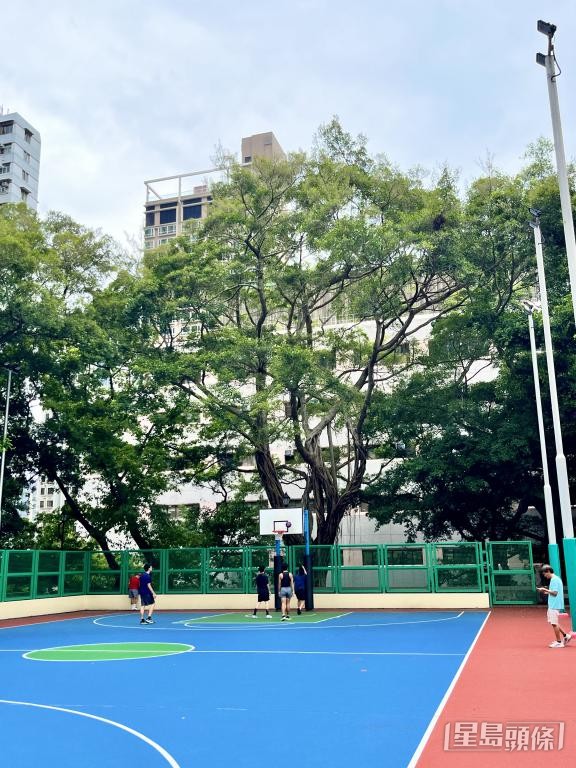 公園內一棵石牆樹近日樹冠枝葉減少,葉片漸見枯黃。 公園內一棵石牆樹近日樹冠枝葉減少,葉片漸見枯黃。
