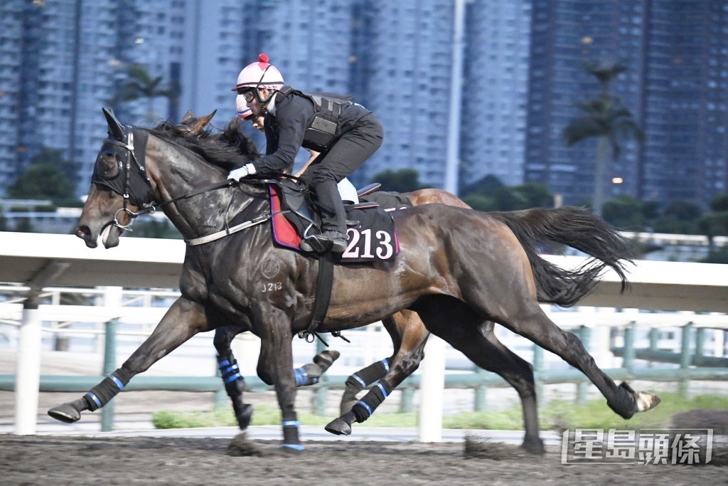 「君智盛」步幅開得好闊又夠急勁，毛色油潤現光澤。