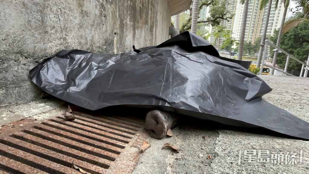 漁護署由2021年11月起推行野豬捕捉及人道處理行動，累計撲殺2355頭野豬。