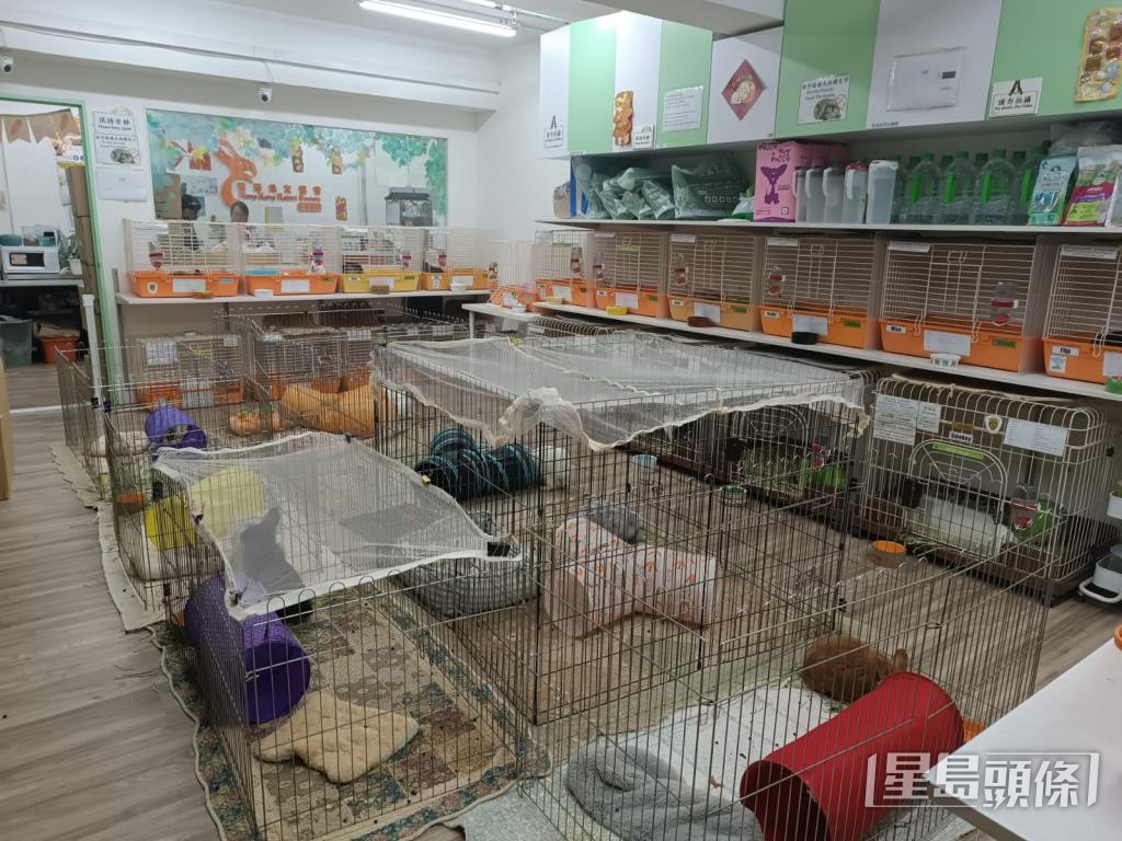 香港兔友協會現時照顧94隻兔子，每月恆常醫療費約6萬元。 受訪者提供