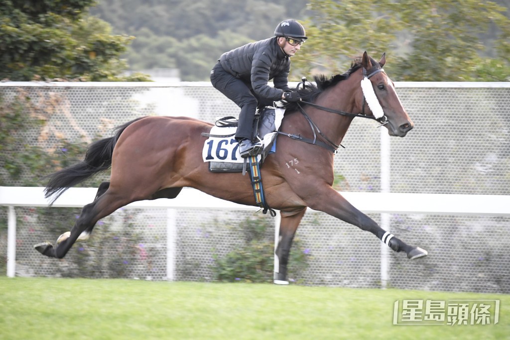 「天福」神態活躍，目光銳利呈現朝氣。
