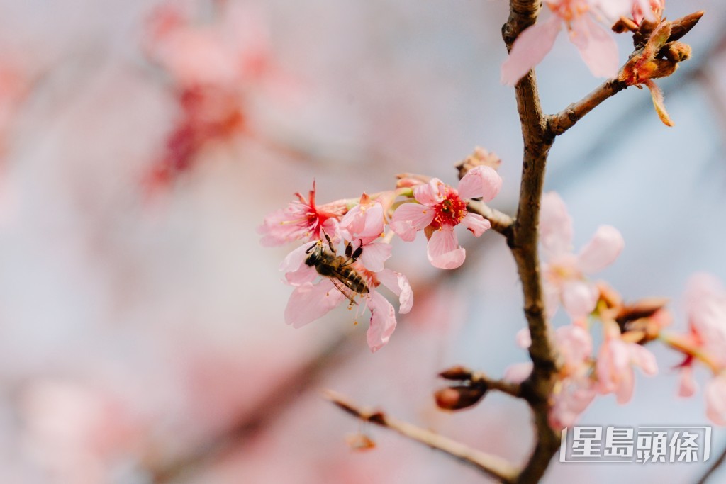 大約3月中,第2批櫻花就會開花。汪旭峰攝 大約3月中,第2批櫻花就會開花。汪旭峰攝