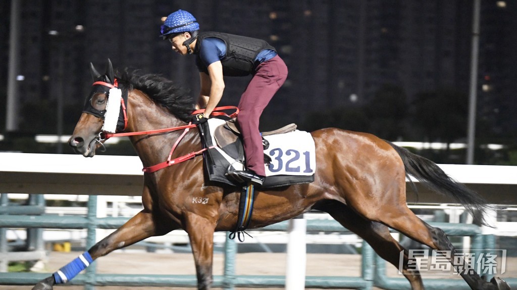 「遨游波士」神情专注目光如炬。