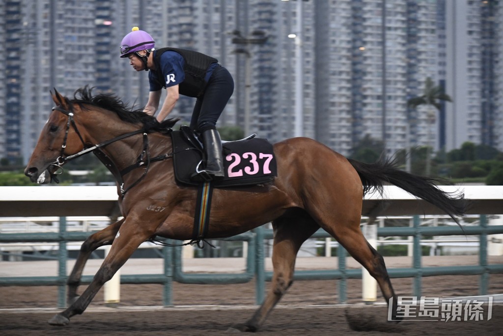 「勇霸龍」馬身收得又夠壯，毛色油潤悅目，勇銳無比。