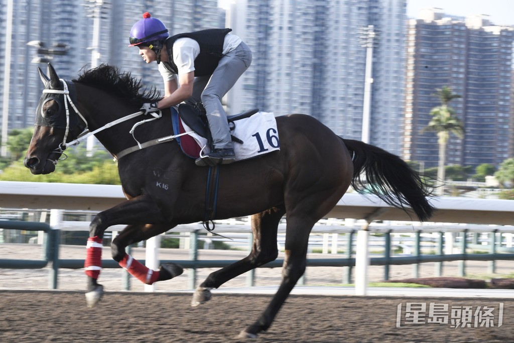「開心五月」走勢硬朗步挺開揚，馬身札實神態好。