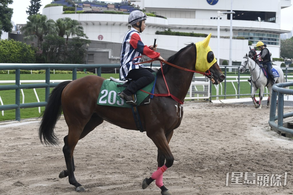 「辣得駕勢」原本由伍鵬志訓練，受傷後轉入巫廄休養。
