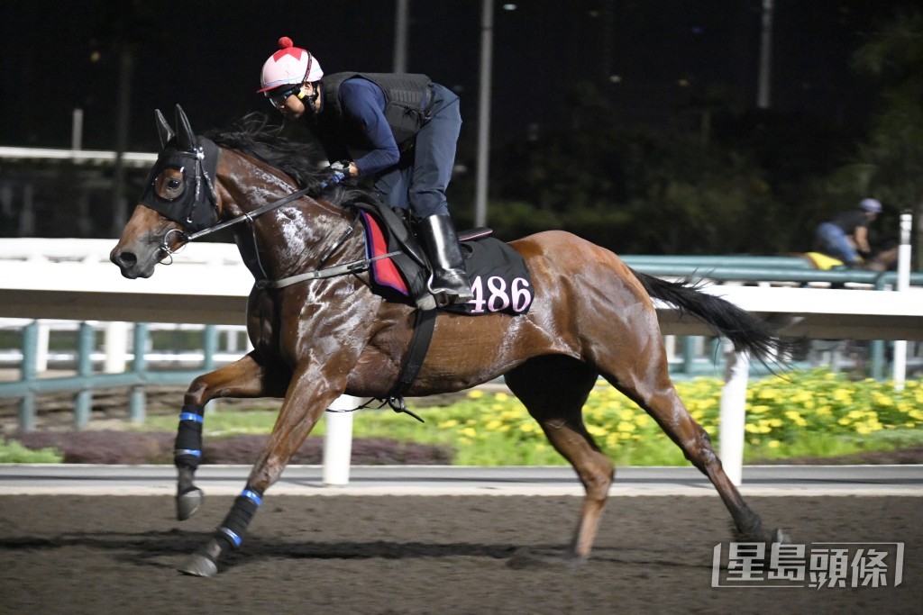 「超加加」毛色透光好靚，今季最弗一次。