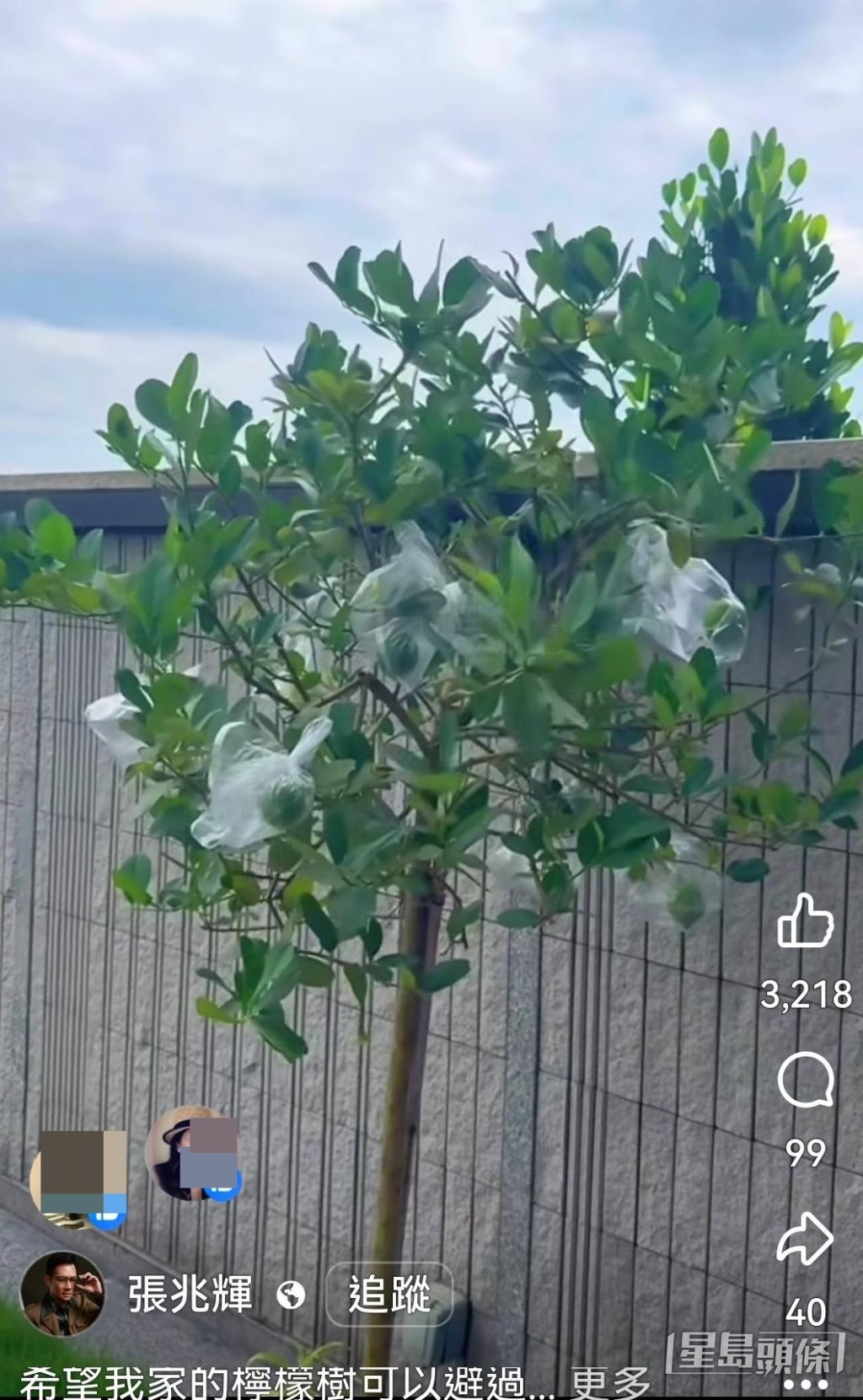 早在風球懸掛前不但做好家居防風措施，更特別關心屋外的檸檬樹。