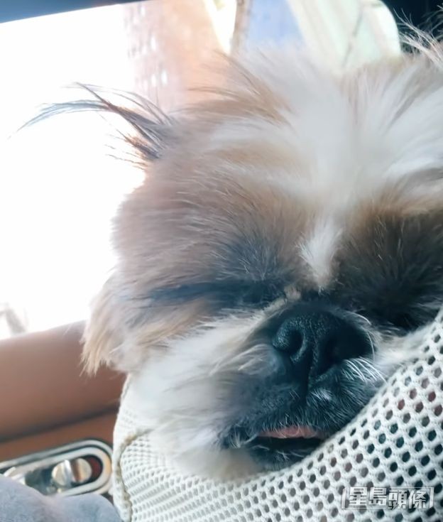 張振朗懷中的「靚女」是他和女友楊偲泳的西施愛犬「秋香」。
