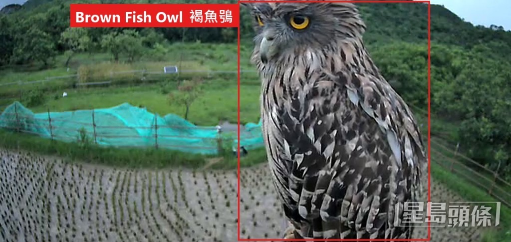 香港觀鳥會於水口的攝錄系統,拍攝到行蹤隱秘的褐魚鴞。 香港觀鳥會提供 香港觀鳥會於水口的攝錄系統,拍攝到行蹤隱秘的褐魚鴞。 香港觀鳥會提供