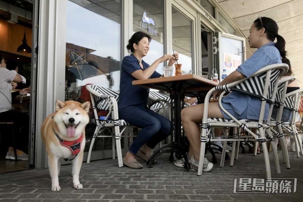 狗隻入食肆政策首階段政府1,616宗合資格申請中,抽出1,000個名額,向食肆發出牌照。 狗隻入食肆政策首階段政府1,616宗合資格申請中,抽出1,000個名額,向食肆發出牌照。