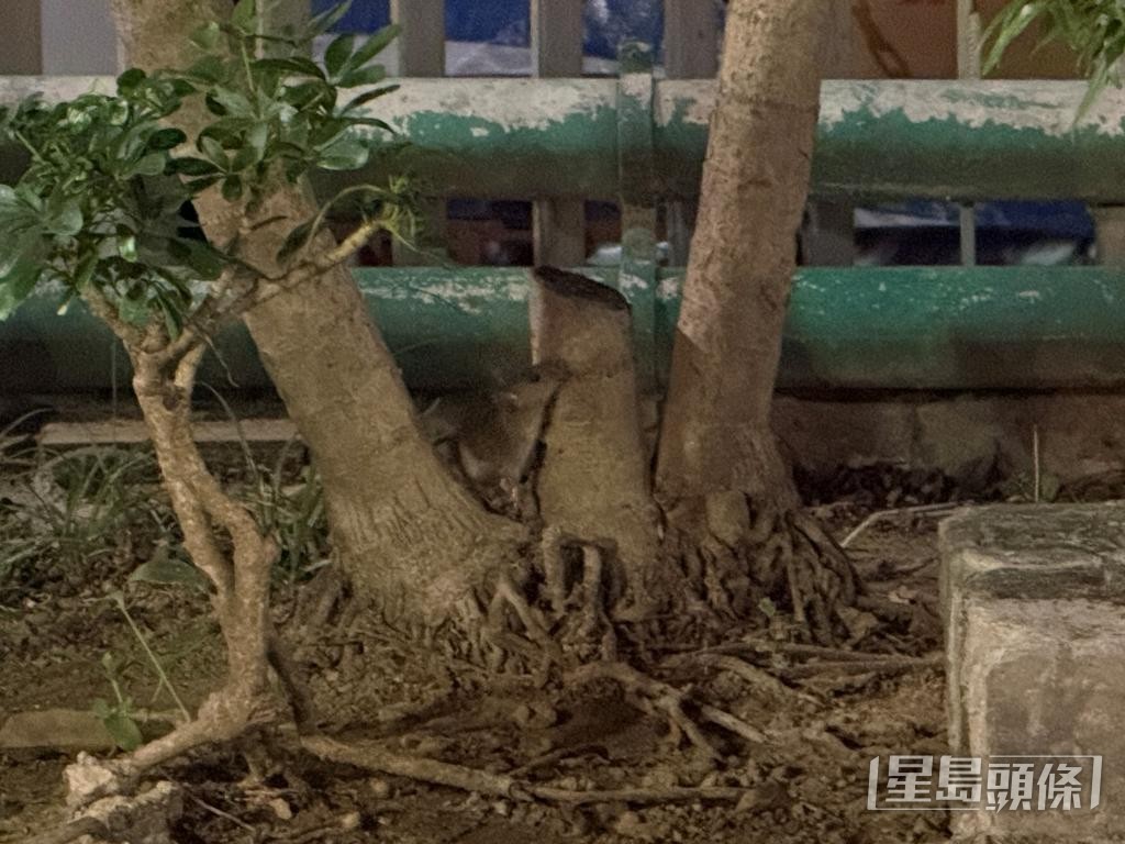 新蒲崗一個遊樂場內有老鼠出沒。 新蒲崗一個遊樂場內有老鼠出沒。