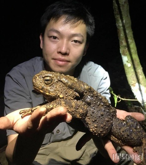 青蛙是李詠豪最愛的兩棲動物,圖為他在馬來西亞旅行時與巨河蟾合照。 受訪者提供 青蛙是李詠豪最愛的兩棲動物,圖為他在馬來西亞旅行時與巨河蟾合照。 受訪者提供