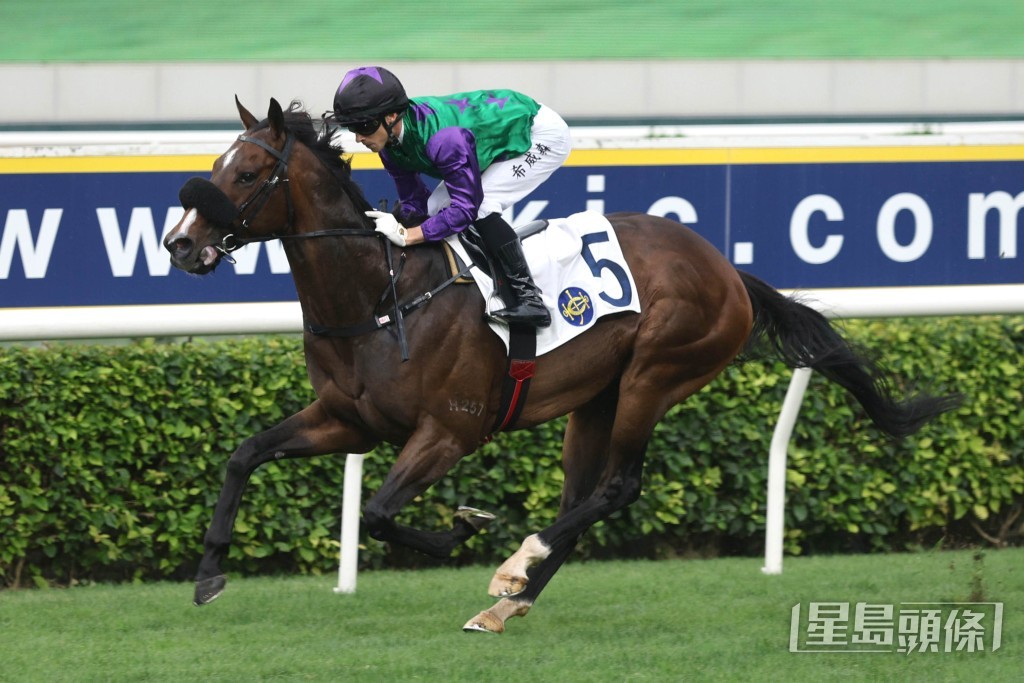 「九五赤兔」力爭在沙田取得第三捷。