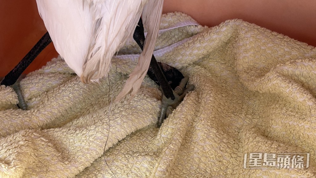 小白鷺的右腳被纏。蔡楚輝攝