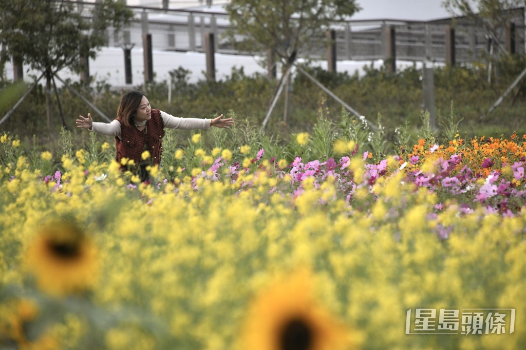 公園會輪替耕作，如用乾農田種植開花植物。黃偉強攝