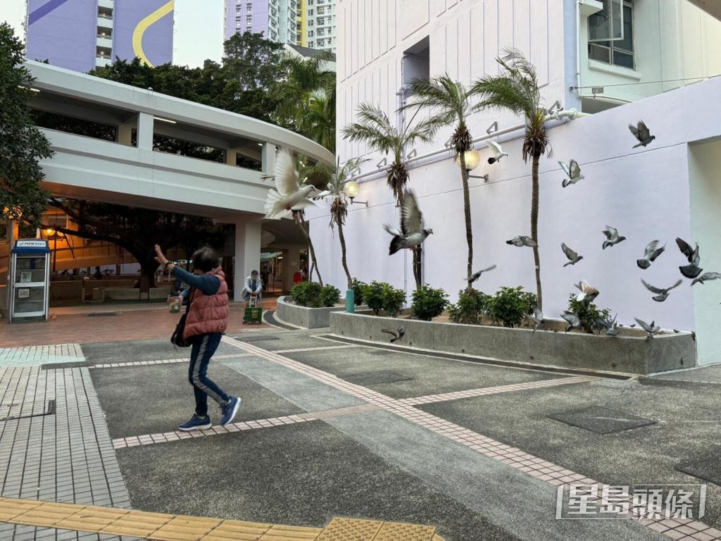 葵芳邨直擊：約20分鐘後，一名手持鐵罐的女長者突然出現，揮手數下隨即離開，整個過程不足1分鐘。