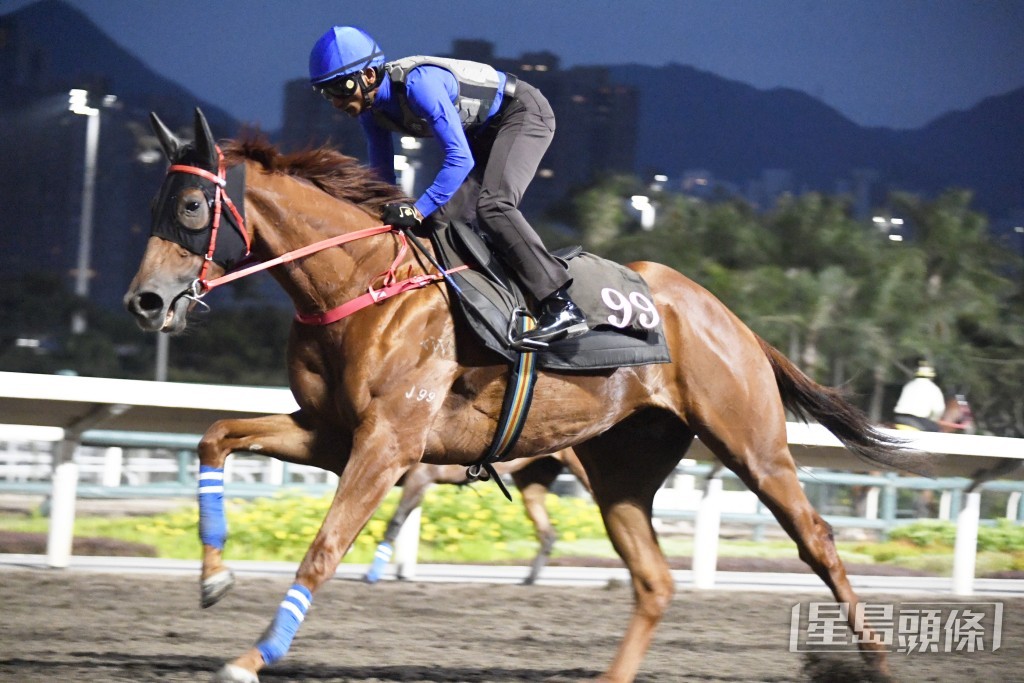 「五福星」神態生猛火氣仍盛，狀態長期銳利。