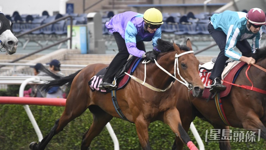 告東尼指「桃花開」是一匹有質素的馬，來季將越戰越勇。