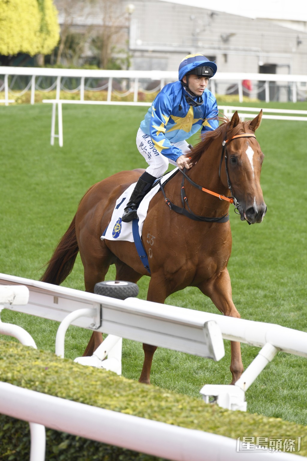 「马钱子」周日再攻上名途程。