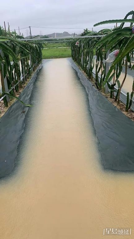 新界本地農協會主席黃七娣指,其合作社有逾200斤瓜果菜蔬遭暴雨浸爛。 受訪者提供 新界本地農協會主席黃七娣指,其合作社有逾200斤瓜果菜蔬遭暴雨浸爛。 受訪者提供