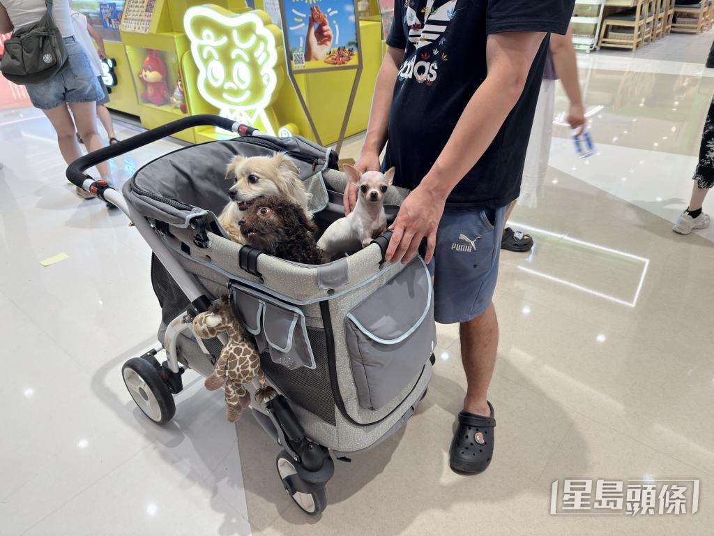 不少狗主會將狗隻放進寵物車內，甚為自律。