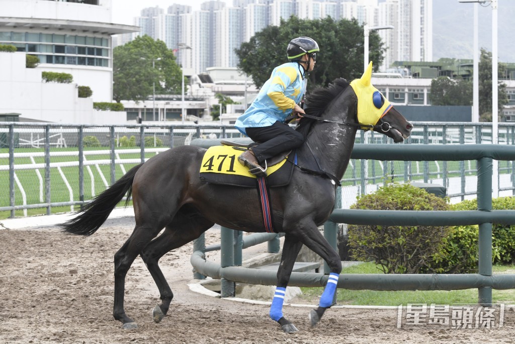 「永胜金驹」步履轻盈有弹力，正值勇境。