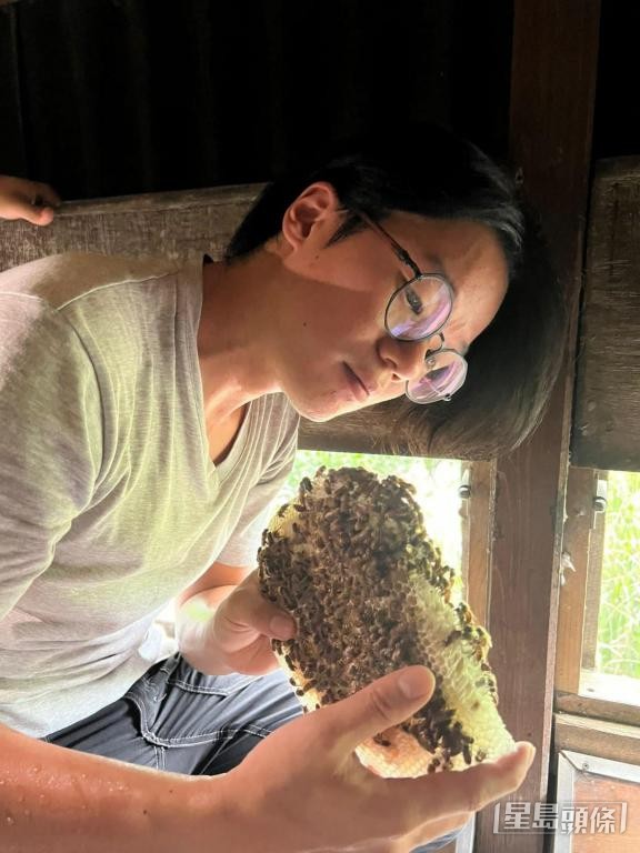 黃嘉漢指出，蜜蜂能傳播花粉，對生態系統有重要作用。 受訪者提供