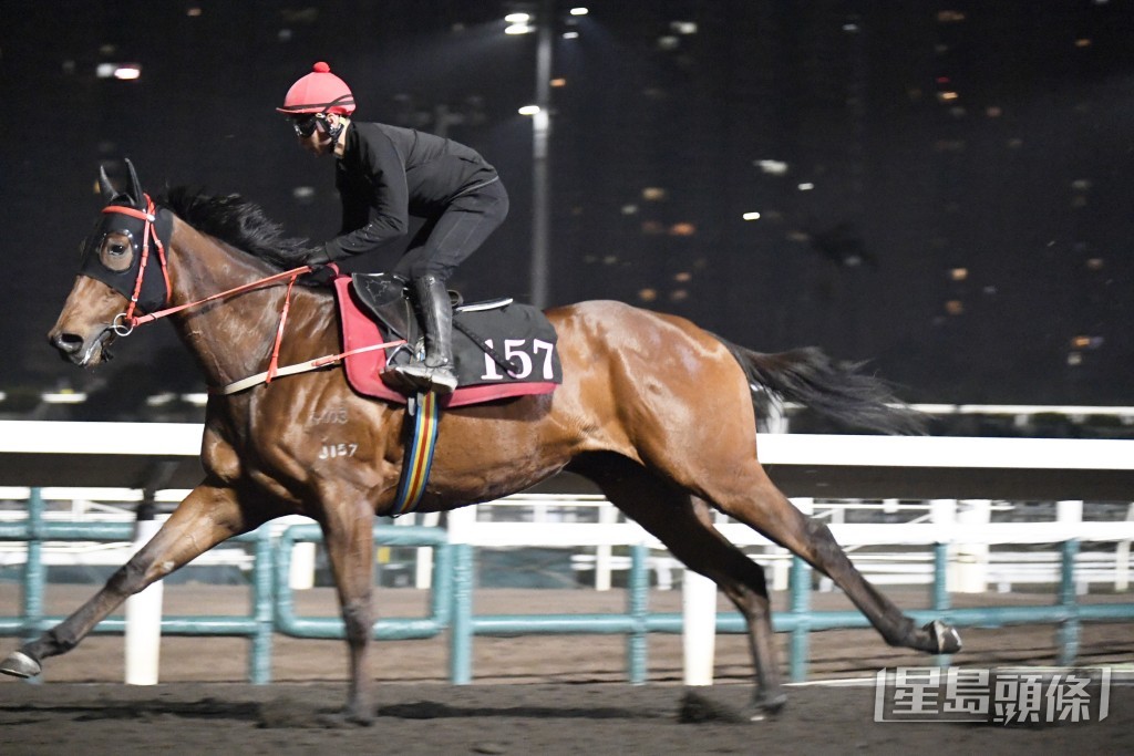 「熾烈神駒」全程岳高頭走好神氣，身壯色潤弗到漏油。
