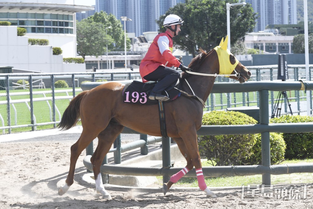 今朝「華美之威」出跳時，告東尼全程舉鏡睇實。