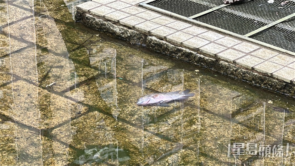 死魚處處。