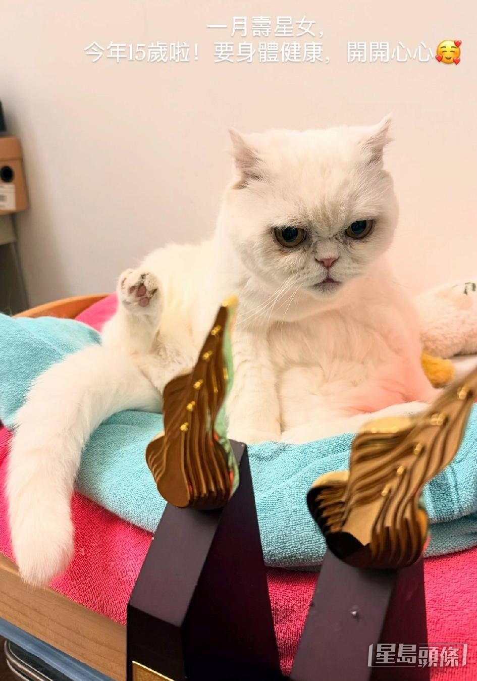 連續兩年奪叱咤頒女歌手金獎的Gin Lee，回家和愛貓分享。