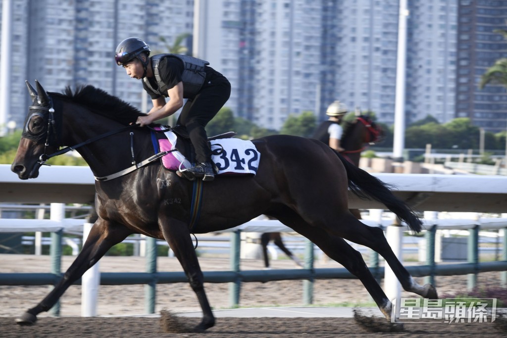 「合夥飛馳」步順輕快有彈力，馬身實淨駟正。