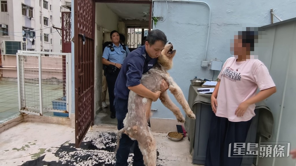 愛協人員抱起狗狗檢查。