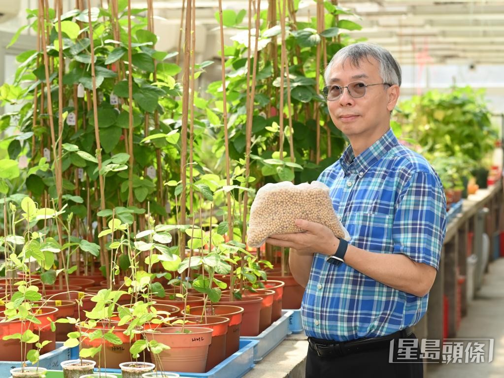 中大卓敏生命科學教授林漢明表示,要維持農業生產,必須引入新技術。 資料圖片 中大卓敏生命科學教授林漢明表示,要維持農業生產,必須引入新技術。 資料圖片