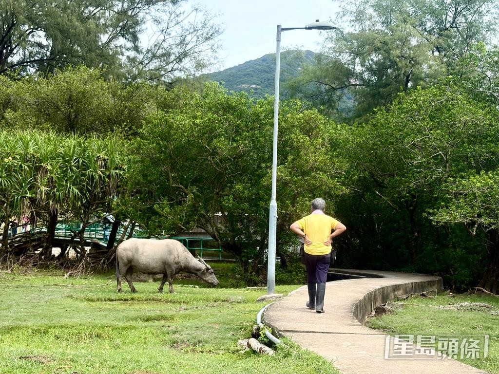 74岁的梁韶华担心未来无人照料贝澳的水牛群。