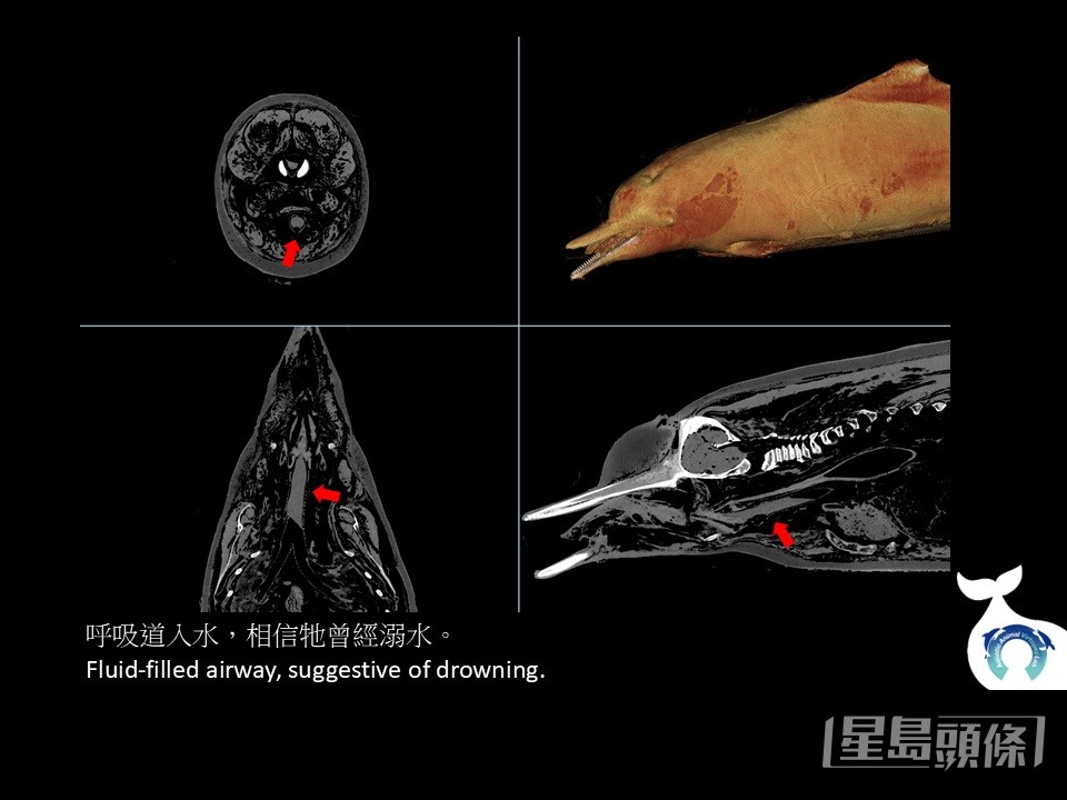 影像解剖顯示，「HK004」的呼吸道「入水」（紅箭咀）