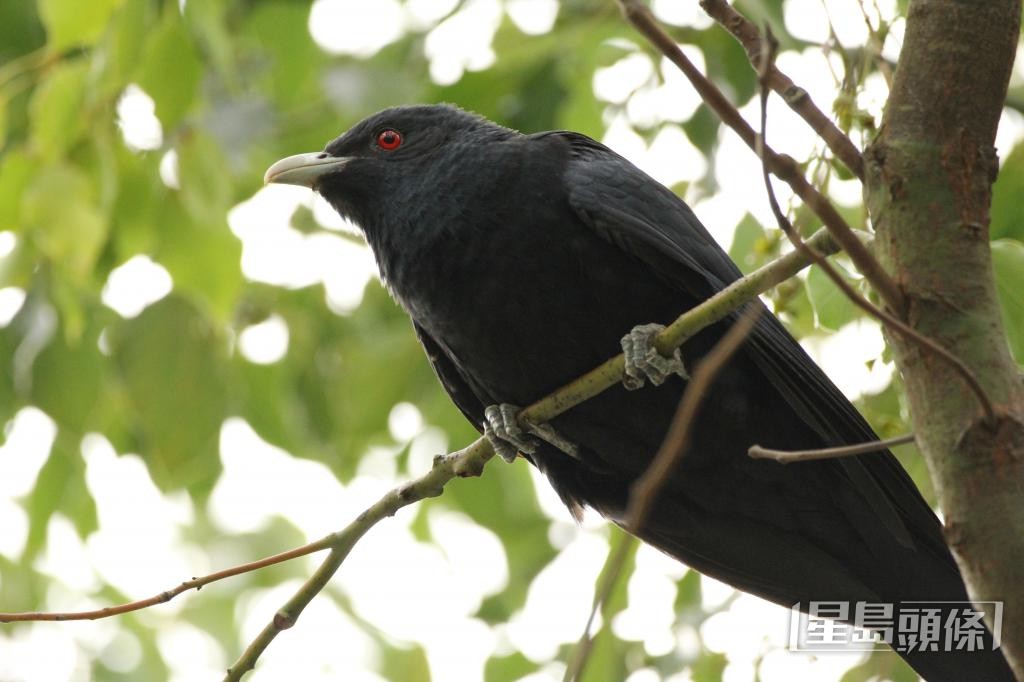 常於清晨鳴叫的噪鵑被指「擾人清夢」，成為城市熱話。受訪者提供