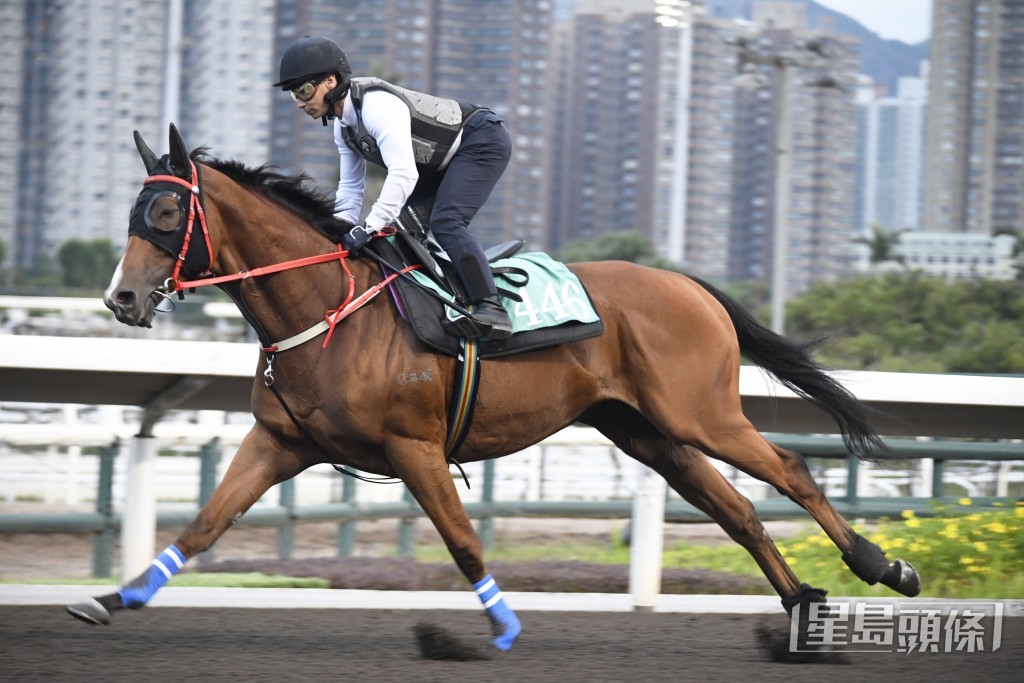 「越駿歡欣」神態暢旺毛色油潤悅目，馬身結實長期呈勇。