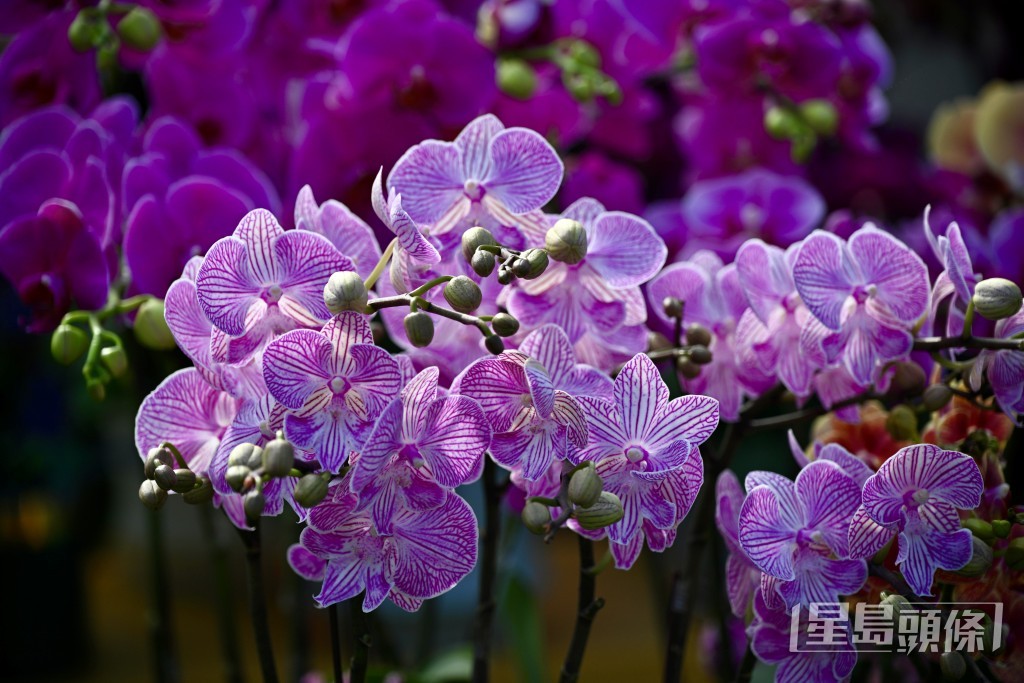 花档贩卖不同品种的兰花。