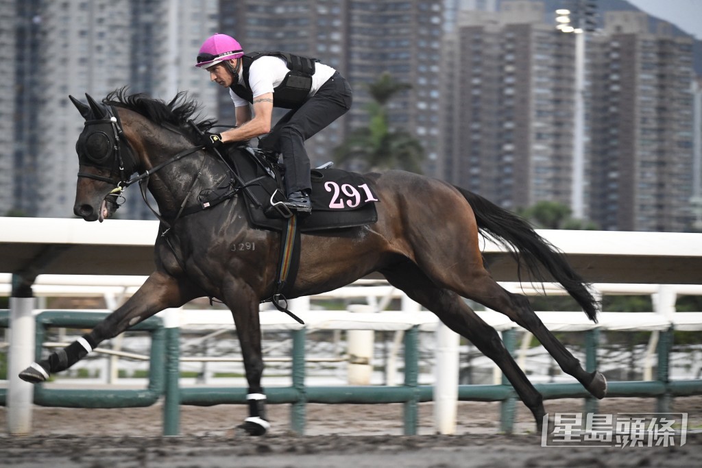 「競駿飛翔」馬身收得壯碩，觀感勝前。