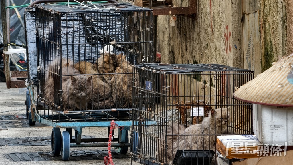 貓隻連鐵籠被棄後巷。 貓隻連鐵籠被棄後巷。