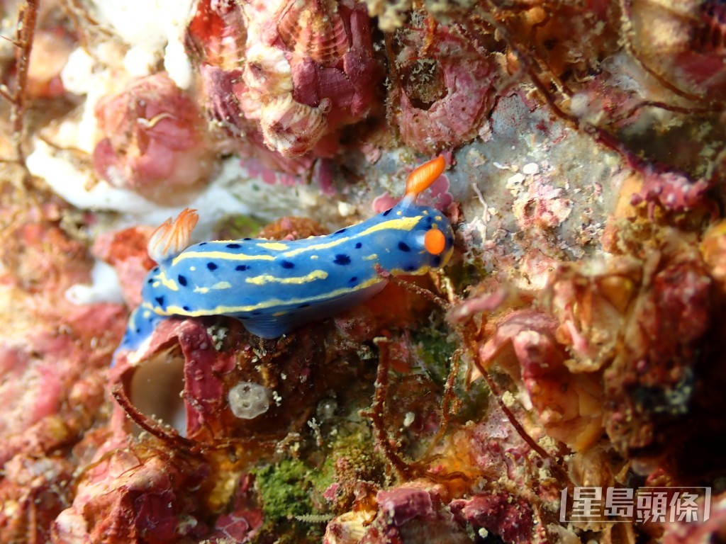 曾令銘尤愛俗稱「高青」的節慶高澤海牛（Hypselodoris festiva）。 受訪者提供