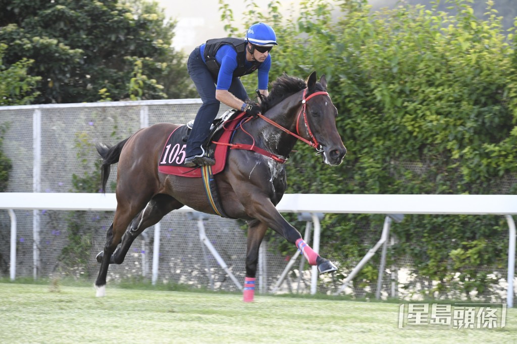 「客家之光」馬身好靚全身肌肉，神態軒昂火氣又好。